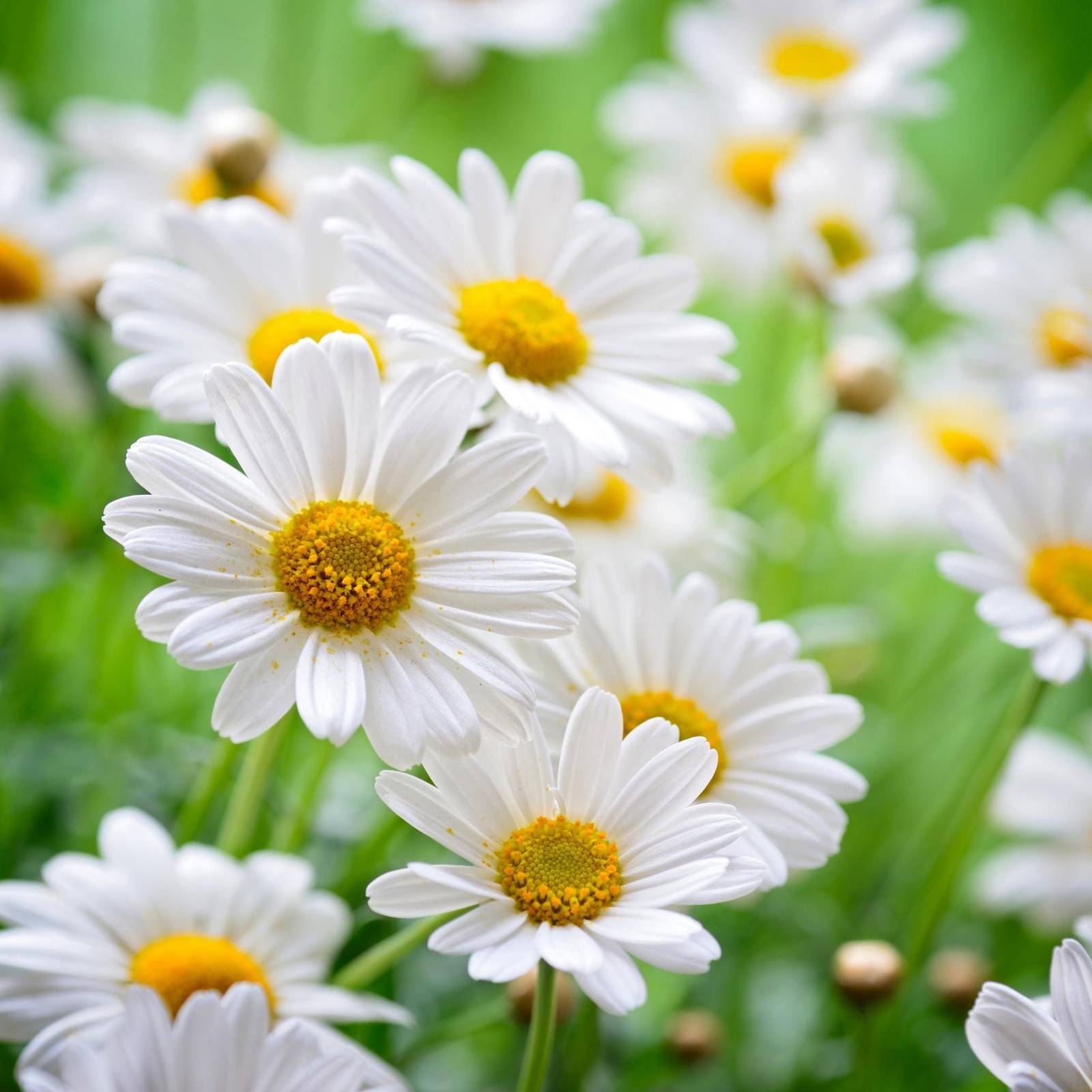 Chamomile Seeds Organic Flower Seeds Grows Fast Beautiful Flower Seeds F... - $2.98