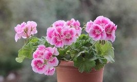 30 Geranium Seeds Pelargonium Seeds Hw96205 5 Fresh USA Shipping - £12.46 GBP