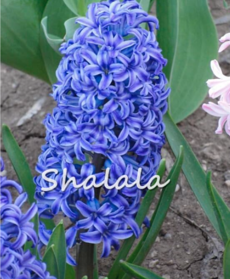 Hyacinth Seeds Hyacinth Flower Victory Color:18 - $9.99