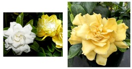 Gardenia Jasminoides~Golden Magic Live Well Rooted Plant~Color Changing Blooms! - £55.14 GBP