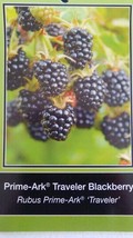 Prime-Ark Traveler Thornless Blackberry Plant Home Garden Plants Blackbe... - £37.94 GBP