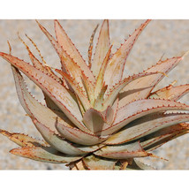 10 ALOE Glauca Succulents Garden Plants - Seeds for Garden - $14.00