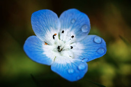 500 Baby Blue Eyes Seeds (Nemophila Menziesii) - £0.78 GBP