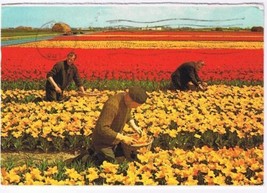 Holland Netherlands Postcard Holland in Bloom Yellow Red Bloementooi - £1.70 GBP