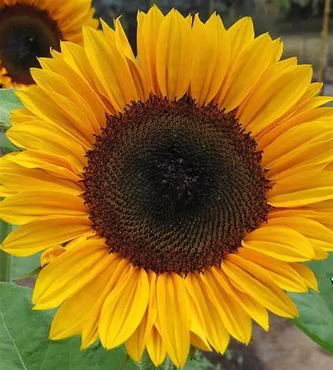 25 Procut Horizon Sunflower Seeds Flowers Seed Flower Sun Bloom 558 Fresh - £11.97 GBP