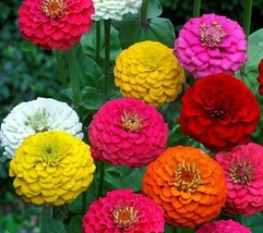 Seeds 200 Zinnia Lilliput Flower Mixed Colors Annual Reds Pinks - £6.42 GBP