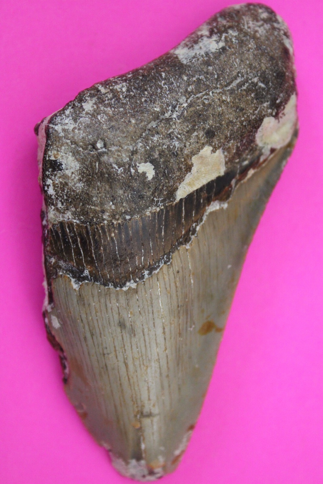 Authentic Megadolon Shark Tooth 3.35 Inches 67 Grams Fossil Dino Girl CO... - $100.99