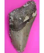 Authentic Megadolon Shark Tooth 3.35 Inches 67 Grams Fossil Dino Girl CO... - $100.99