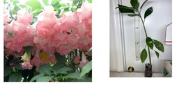 Angel Trumpet, Pink Brugmansia, Rooted Live plant 6-12 inches tall - £57.54 GBP