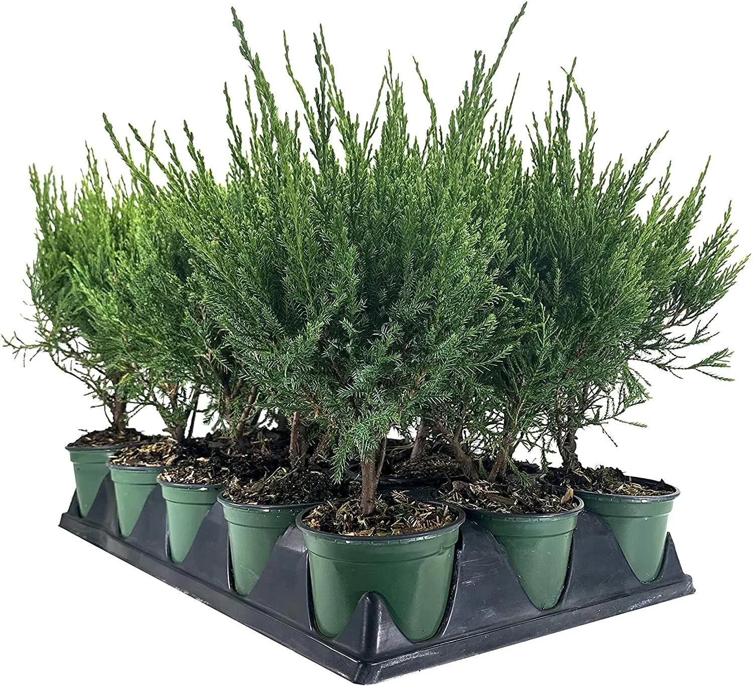 Sea Green Juniper Live 4nch Pots Juniperus Chinensis Plants - £31.97 GBP
