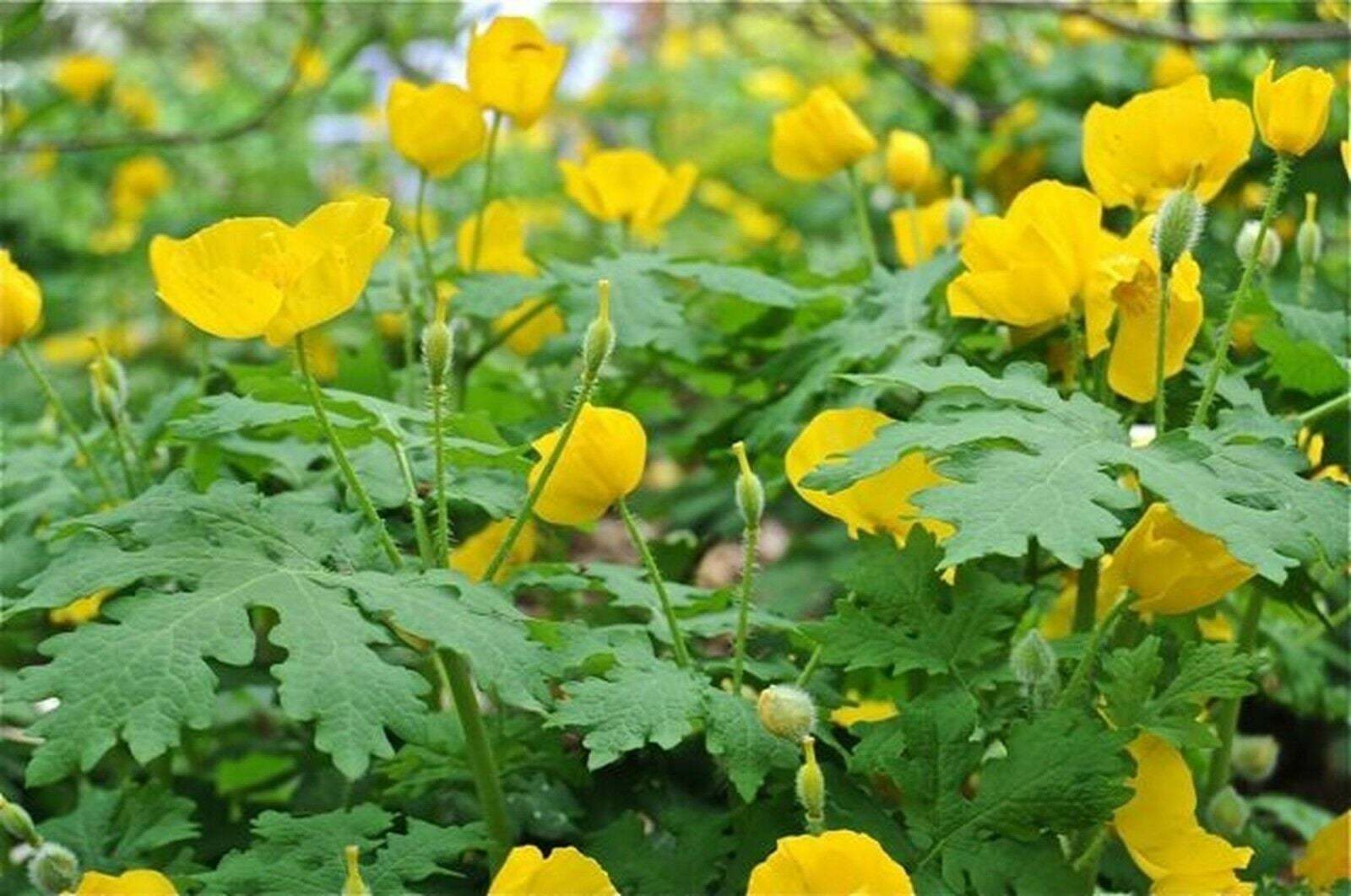 5 CELANDINE yellow POPPY bulb (Stylophorum eiphyllym