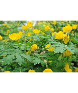 5 CELANDINE yellow POPPY bulb (Stylophorum eiphyllym - £23.36 GBP