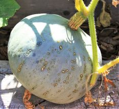 40 Pcs Sweet Meat Winter Squash Seeds #MNTS - £12.15 GBP