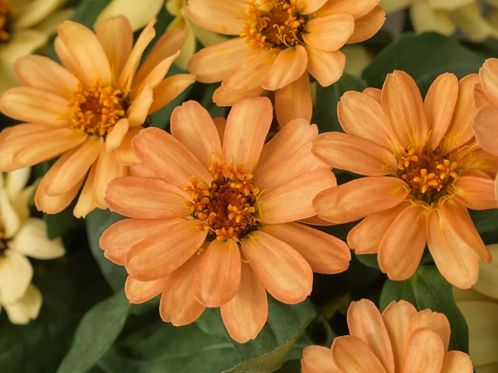 Zinnia Seeds 50 Zinnia Profusion Apricot Seeds SS - £13.95 GBP