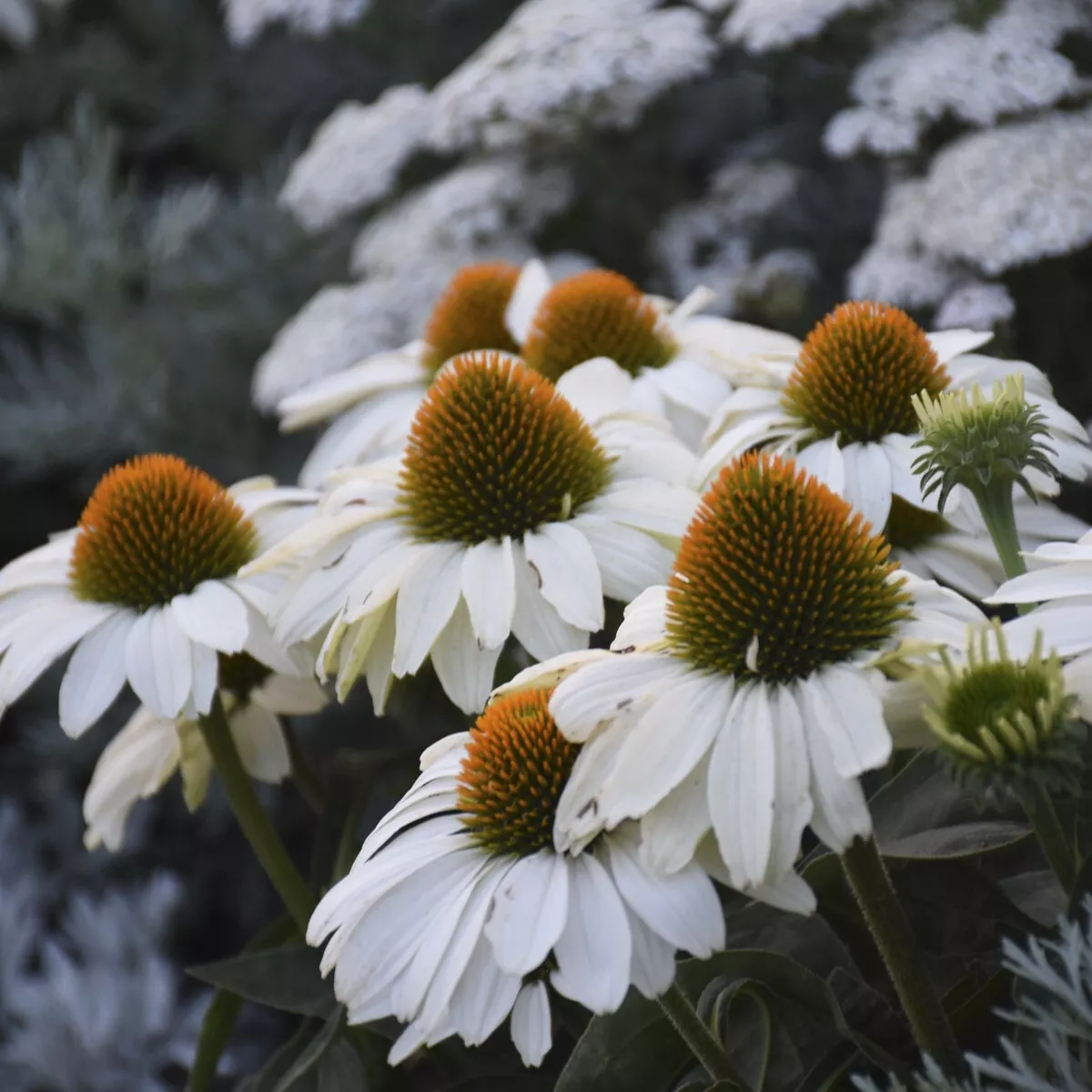 Seeds USA Seller 200 White Coneflower Daisy Seeds Planting - £8.46 GBP