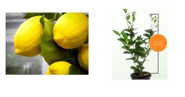 Ships in 5&quot; Pots - Eureka Lemon Tree - 12-15&quot; Live Plant, Citrus limon &#39;Eureka&#39; - £80.98 GBP