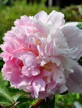 New Variety Multi-petalled Light Pink Tree Peony Flower Seeds, Professional Pack - £8.60 GBP