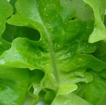 Lettuce Oak Leaf Oakleaf Green Salads 500 Seeds  From US - £5.21 GBP