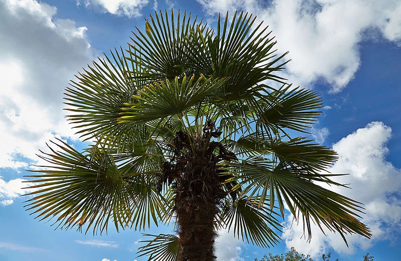 Trachycarpus fortunei BULGARIA – Outdoor Essential – WINDMILL PALM HARDY... - $12.58