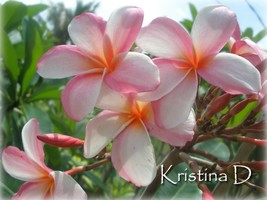 Free Bonus cutting Fragrant Rare Exotic  Kristina D  Plumeria Frangipani... - $13.95