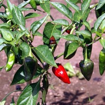Hot Jalapeno Casablanca Seeds - 5 Pack, Cultivate Your Spicy Peppers at Home, Th - £5.58 GBP