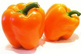 10 Pcs Ariene Orange Dutch Pepper Seeds #MNHG - £11.59 GBP
