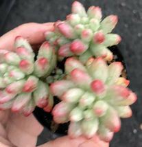 Sedum Rubrotinctum Aurora Jelly Beans Pink W Yellow Flower Easy Live Rooted - £21.63 GBP