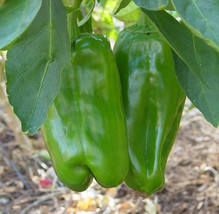 Big Bertha Sweet Pepper Plant - Huge Bells - 2.5&quot; Pot - HDY2 - $33.31