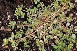 200 Pcs Portulaca Oleracea Sativa Purslane Flower Seeds #MNSS - £11.93 GBP