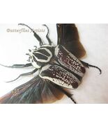Goliathus Goliatus Undulatus Rare Beetle Framed Entomology Double Glass Display - $385.00