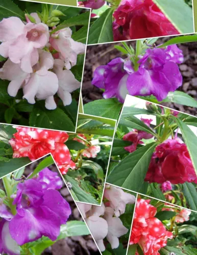 Impatiens Balsamina Mixed Colors Rose Balsam Touch Me Not 10 Seeds Fresh Seeds - £23.90 GBP