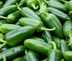 BStore Jalapeno M Pepper Seeds 45 Spicy Mexican Culinary Salsa Culinary - $8.59
