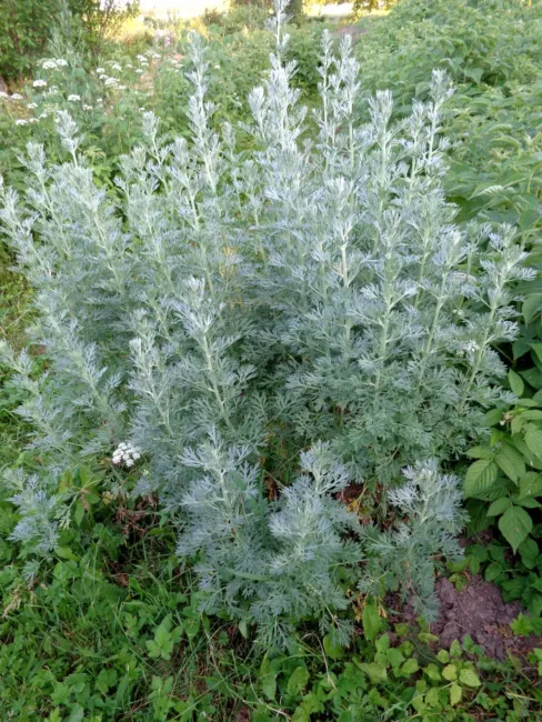 Wormwood Heirloom Seed Medicinal Herb &amp; Herbal Tea(Artemisia Absinthium) Fresh G - £11.04 GBP