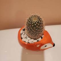 Fox Planter with Cactus, Live Succulent Plant in 5" Orange Ceramic Animal Pot image 5