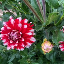 Dahlia Tree Bonsai Flowers Colorful - 50 Seeds - $7.57