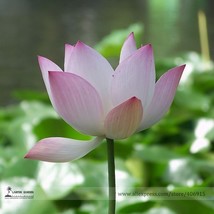 Heirloom Strong Fragrant White Lotus with Light Red Color Seeds 1 Seed Nelumbo N - £6.10 GBP