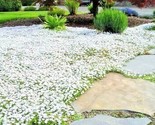 500 Seeds Snow In Summer Flower Seeds Perennial Flowering Groundcover Dr... - $8.99