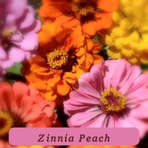 7485 zinnia peach pop thumb200