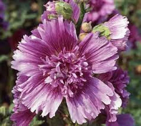 New Fresh 25 Queeny Purple Hollyhock Seeds Flower Seed Flowers - $13.58