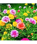 VT Moss Rose Double Flower Mix Seeds Open Pollinated Heirloom Seeds Fast... - $9.39