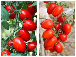 Red Saint Cherry Tomato Easy to Grow 5 Bags (200 Seeds / Bag) - $24.99