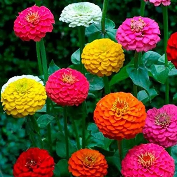 SYST 100 Seeds Zinnia California Giant Mix Flower Colorful Blooms - $9.60