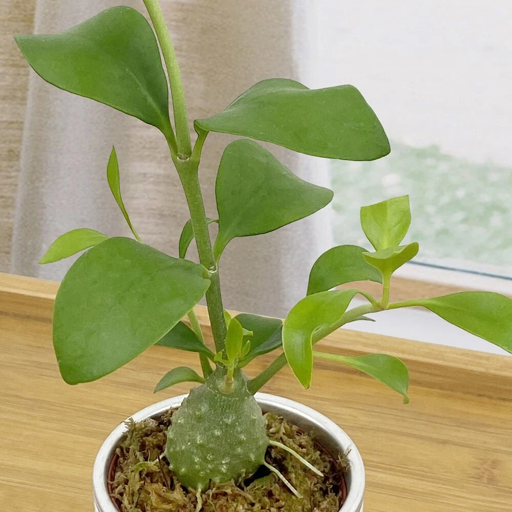 15+ seeds Ant Plant  house plant-  garden- flowers - $15.47 CAD