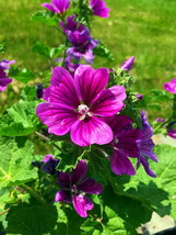 20 Seeds Malva Mystic Merlin Mix Flower Sylvestris Perennial - £13.29 GBP