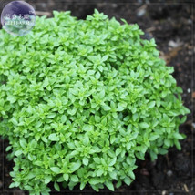 BELLFARM Heirloom Spicy Globe Basil Seeds 20 Seeds a globe which makes i... - $5.99