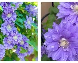 50 Seeds Clematis yenkong Flowers Garden - $34.93