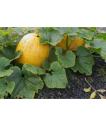 25 Pc Seeds Giant Pumpkin Vegetable Plant, Large Pumpkin Seeds for Plant... - £16.64 GBP