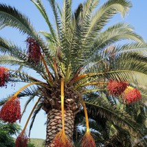 Exotic Saidy Date Palm Seeds (5 Pack) - Grow Your Tropical Oasis, Perfec... - $3.00