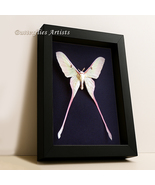 Actias Dubernardi Rare Chinese Moon Moth Taxidermy Framed Entomology Sha... - $176.57 CAD