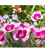 MX Clarkia Amoena Godetia Dwarf Flower Seeds Attractive Cup Shaped Flowe... - $469.42 MXN